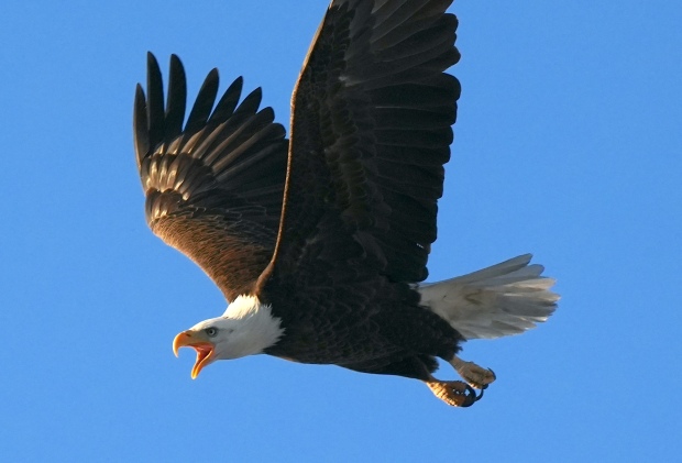 Eagle over Eaglewatch Lake