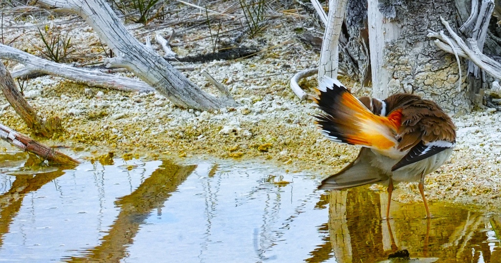 bird at yellowstone