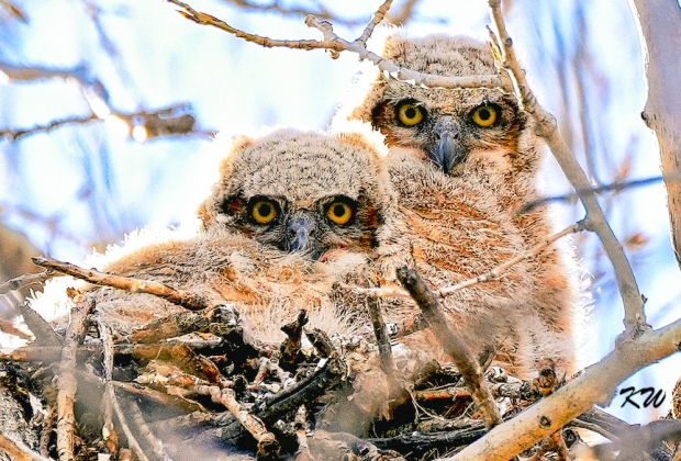 Owlets at the Suburban Drainage Dithc
