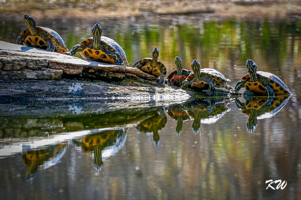 Western Painted Turtles at the River
