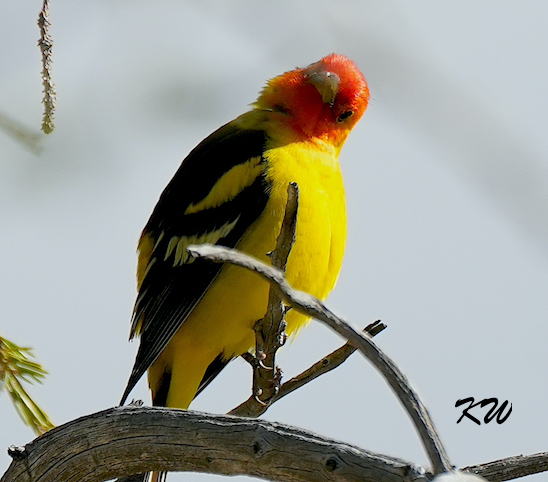 Western Tanager at the Cabin Feeder