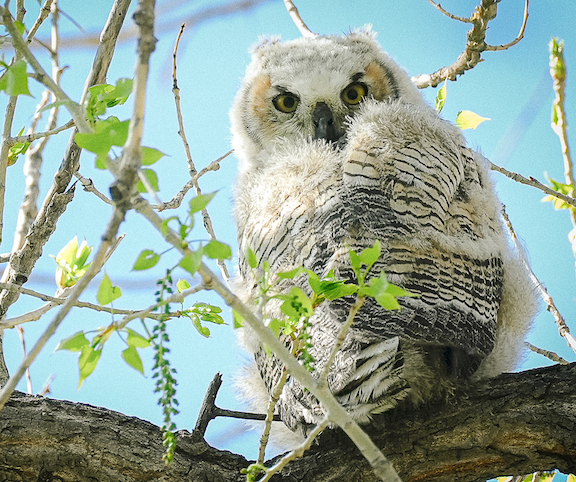 baby owl in cottonwood